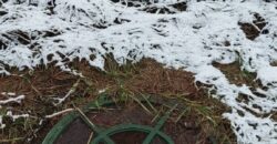 Продается ЗУ со всеи коммуникациями в СНТ Сосновый Бор, Куйвозовское СП.